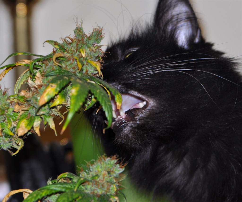 bad-kitten-eats-marijuana-1024x855.jpg