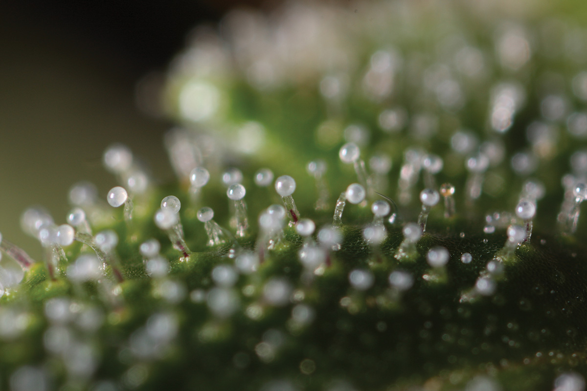 trichomes 3