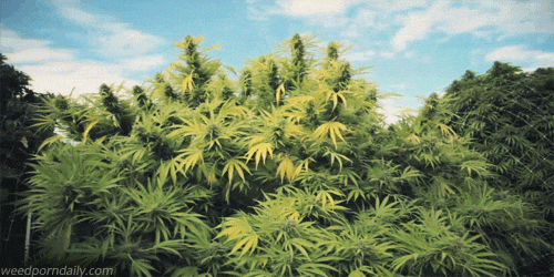 marijuana-plants-stonerdays-gif.gif