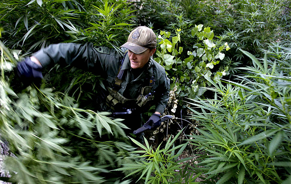 Ведущая новостей конопля закон рф выращивании марихуаны