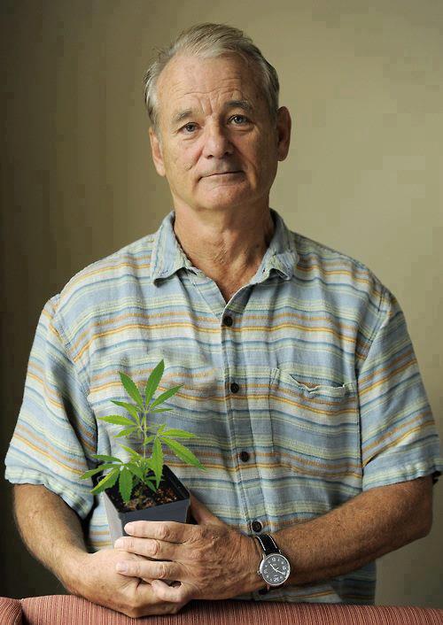 bill murray marijuana