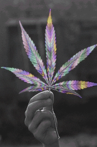 Canada and Cannabis: Freedom or Boundaries?