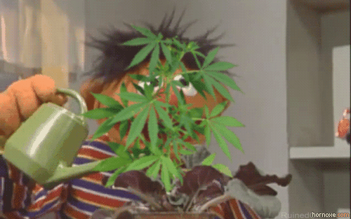 watering marijuana